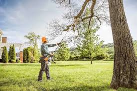 Trusted Rising Sun, IN Tree Services Experts