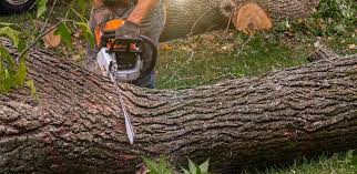 Best Arborist Consultation Services  in Risg Sun, IN